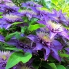 Clematis multi blue (multi blue): sadnja i njega, grupa rezidbe